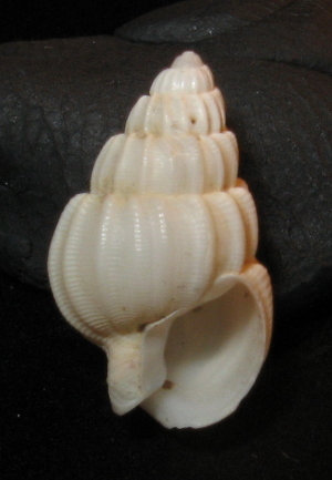 Nassarius lima